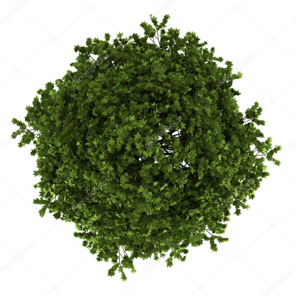 Top view of american sweetgum tree isolated on white background