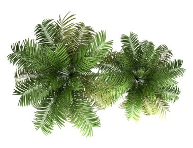 Beyaz arka plan üzerinde izole iki areca palmiye ağaçları Üstten Görünüm