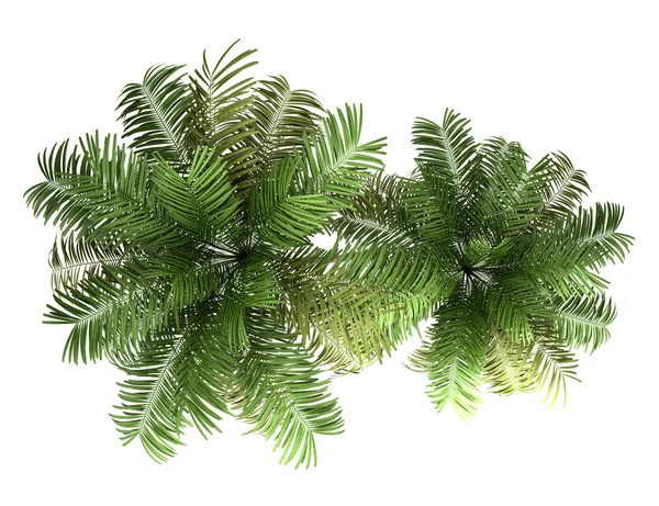 Vue du dessus de deux palmiers areca isolés sur fond blanc — Photo