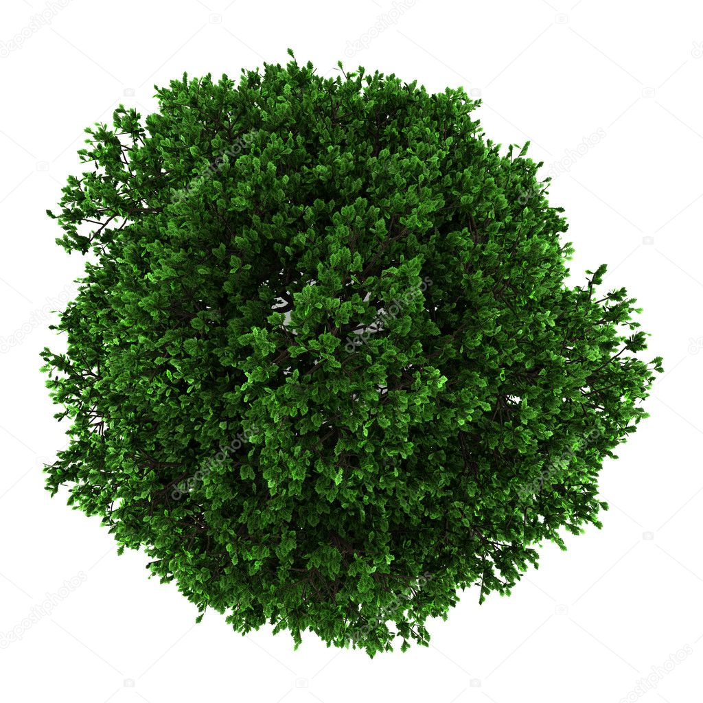 Top view of pedunculate oak tree isolated on white background