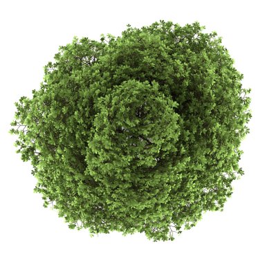 kestane ağacının beyaz zemin üzerine izole Üstten Görünüm