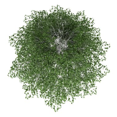 Beyaz arka plan üzerinde izole gümüş huş ağacı Üstten Görünüm