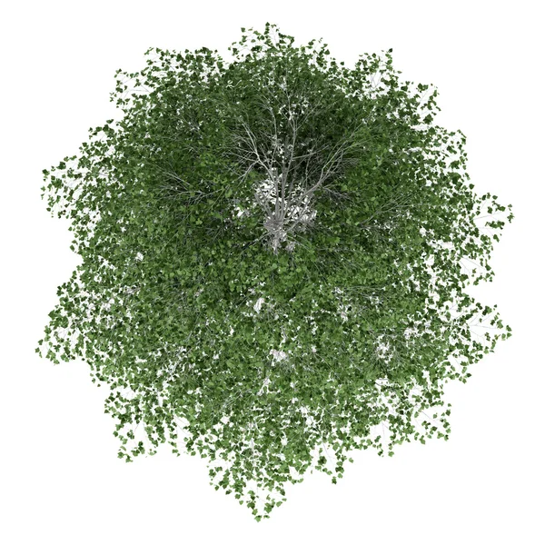 Widok z góry na białym tle drzewa brzoza — Zdjęcie stockowe