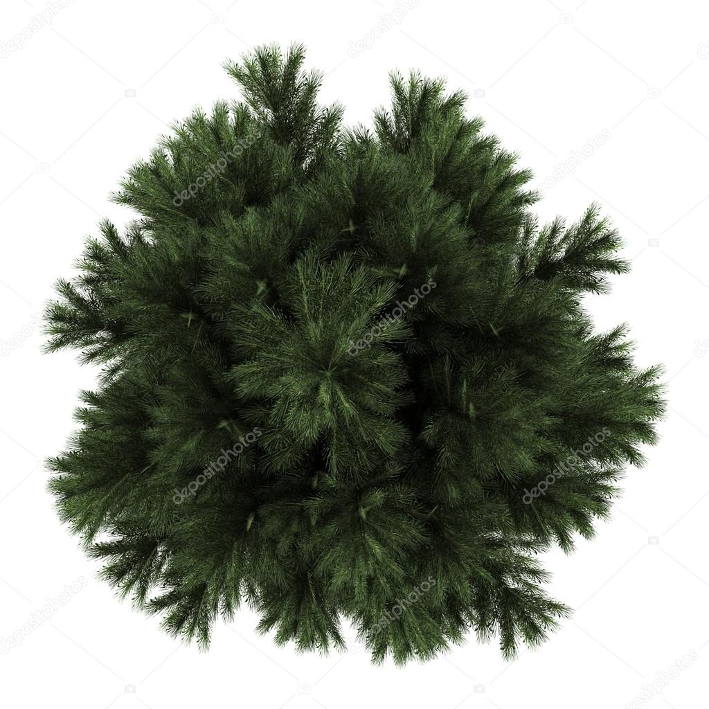 Top view of european black pine tree isolated on white background