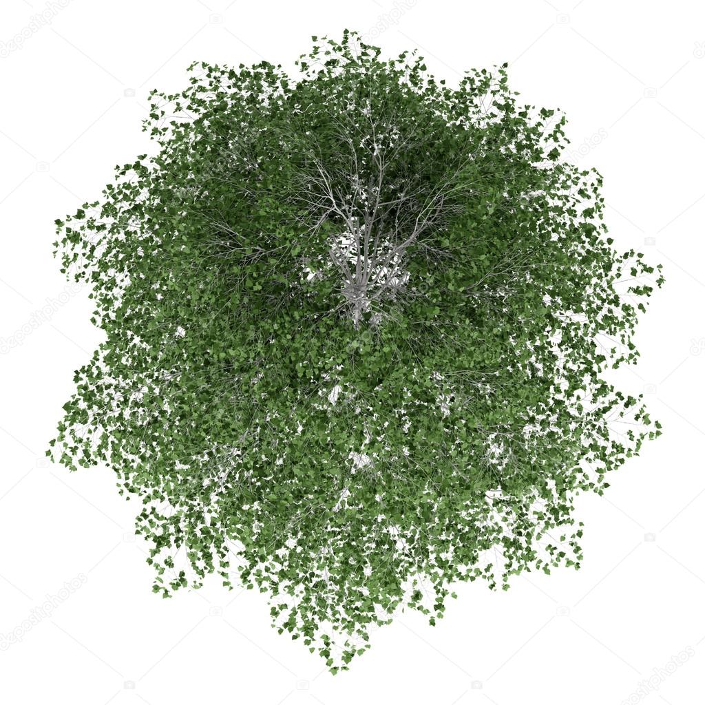 Top view of silver birch tree isolated on white background Stock Photo