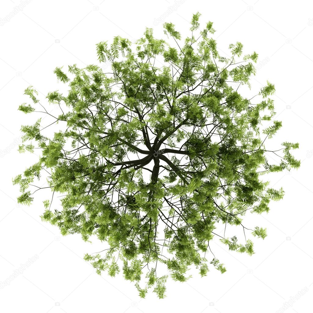 Top view of willow tree isolated on white background
