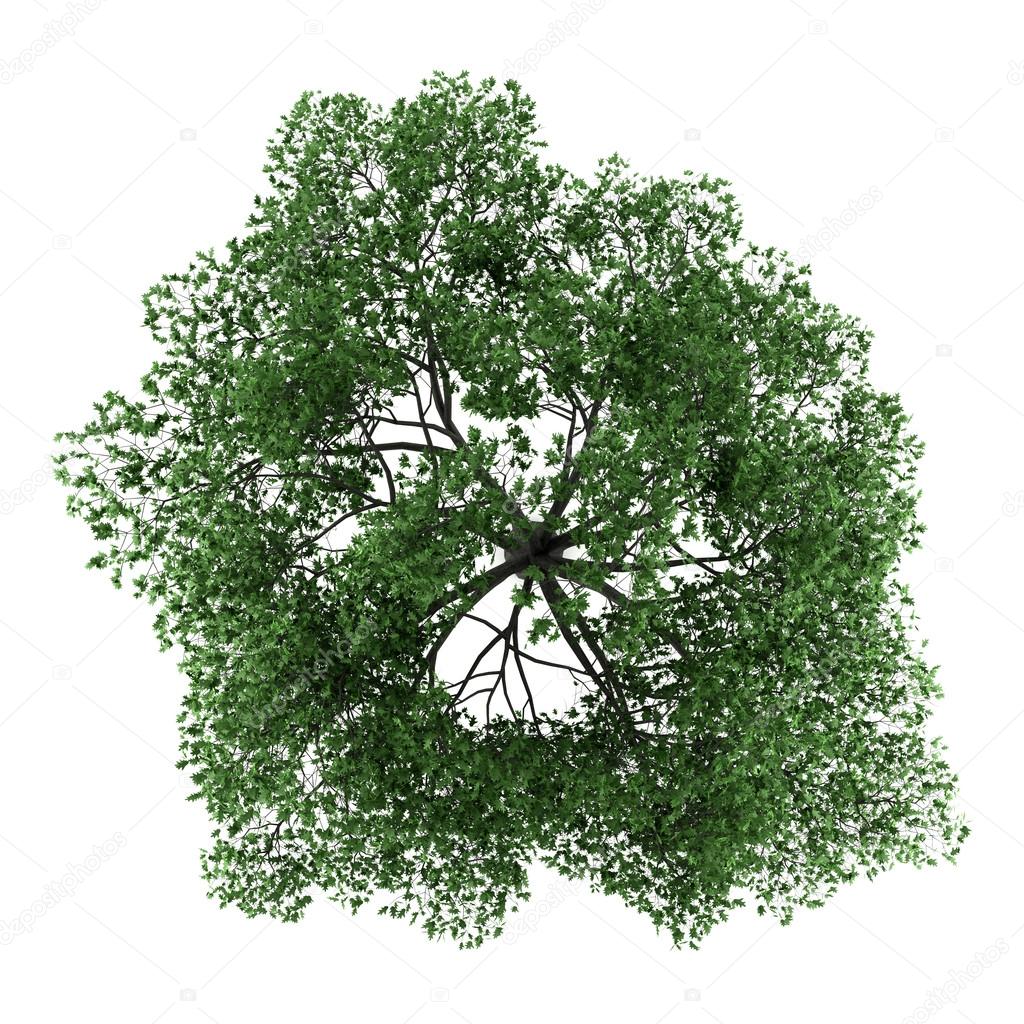 Top view of pedunculate oak tree isolated on white background