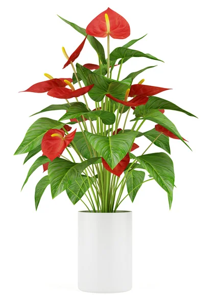 Flor vermelha em vaso isolado no fundo branco — Fotografia de Stock
