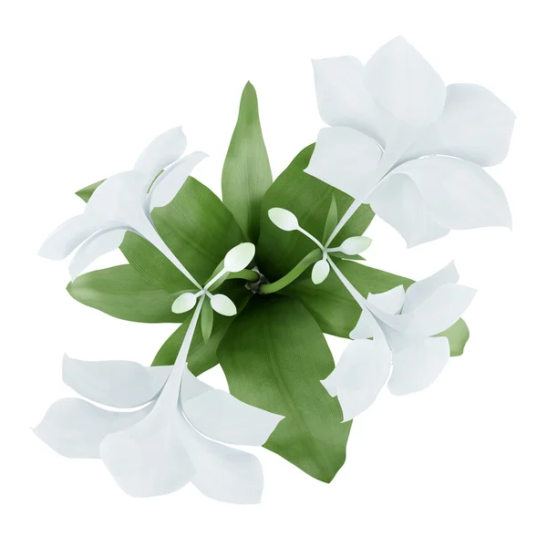 Vista superior de flores em vaso isolado no fundo branco — Fotografia de Stock