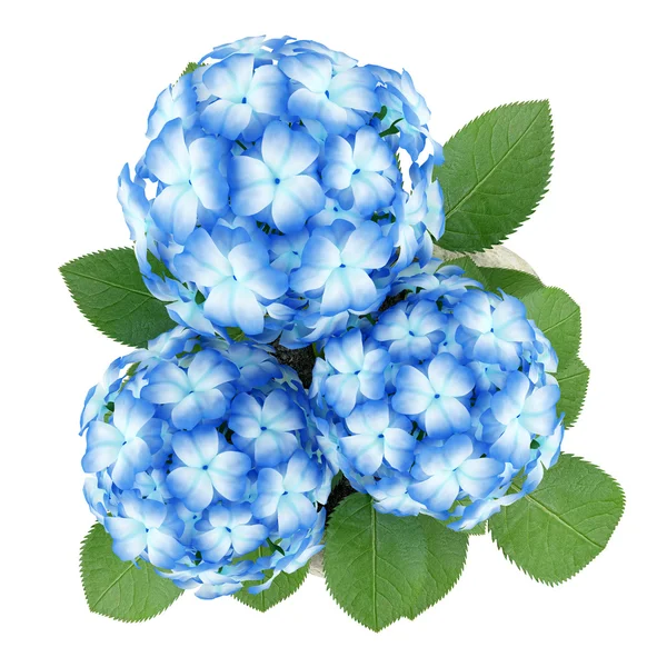 Felülnézet kék virág kő pot elszigetelt fehér background — Stock Fotó