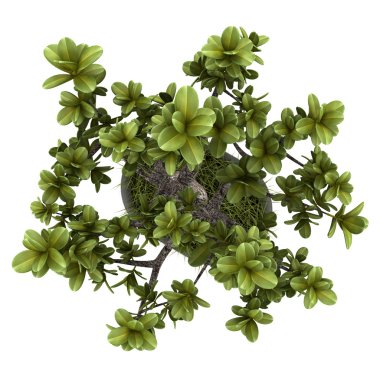 bonsai bitki tencerede beyaz zemin üzerine izole Üstten Görünüm