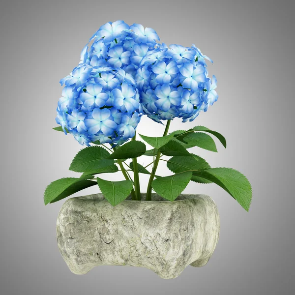 Blue flower in stone pot isolated on gray background — Stock Photo, Image