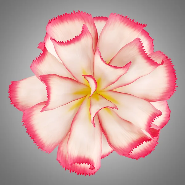 Вид сверху розовый цветок изолирован на сером фоне — стоковое фото