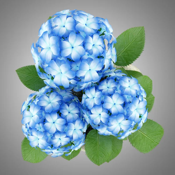 Vista superior de flor azul en maceta de piedra aislada sobre fondo gris — Foto de Stock