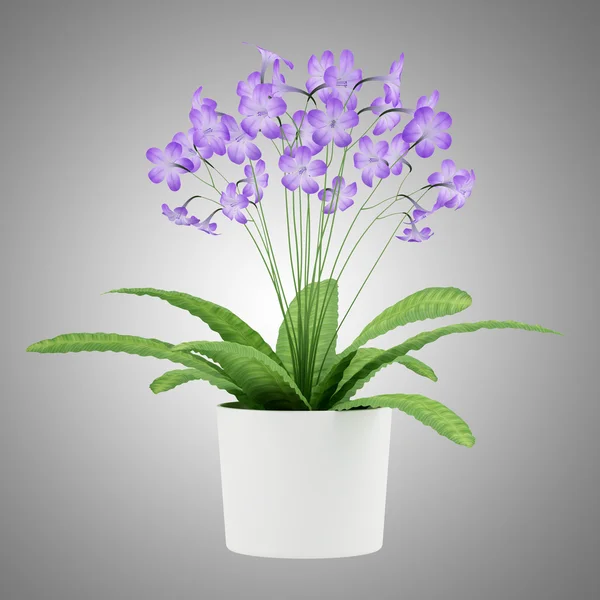 Purple streptocarpus flowers in pot isolated on gray background — Stock Photo, Image
