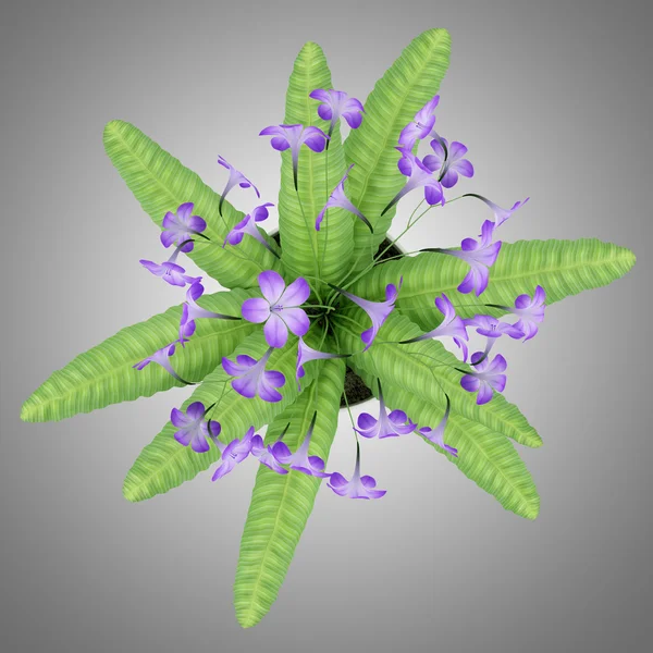 Top view of purple streptocarpus flowers in pot isolated on gray background — Stock Photo, Image