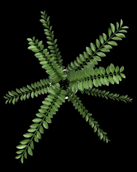 Top view of decorative plant in pot isolated on black background — Stock Photo, Image