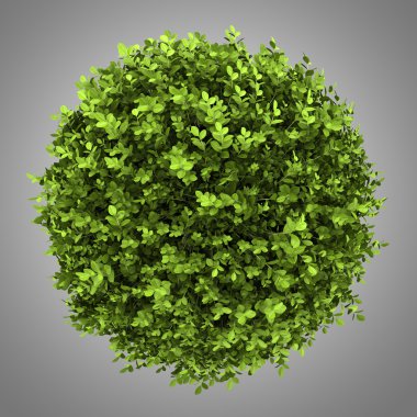 cüce İngilizce Şimşir gri arka plan üzerinde izole Üstten Görünüm