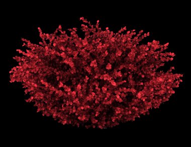 siyah arka plan üzerine izole kırmızı yaprak Japon kızamık