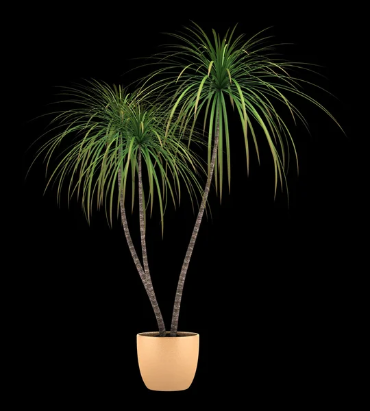 Dracaena planta em vaso isolado sobre fundo preto — Fotografia de Stock