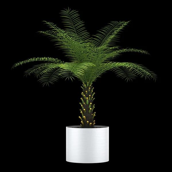 Palm tree in pot isolated on black background — Stock Photo, Image