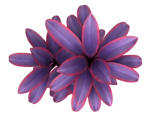 Вид сверху декоративного фиолетового растения на белом фоне — стоковое фото