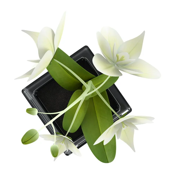 Вид зверху на квітку орхідеї в горщику ізольовано на білому тлі — стокове фото