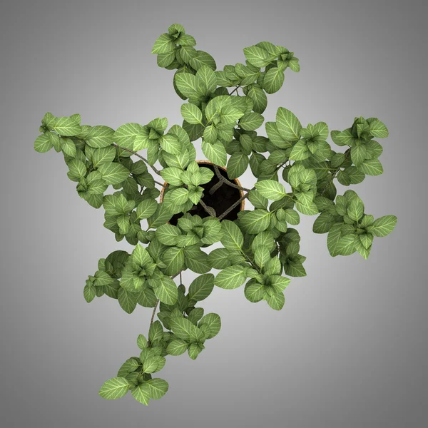灰色の背景で隔離の鍋で装飾的な植物の上から見る — ストック写真