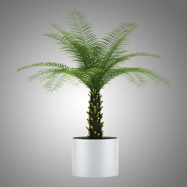 Palmboom in pot geïsoleerd op grijze achtergrond — Stockfoto