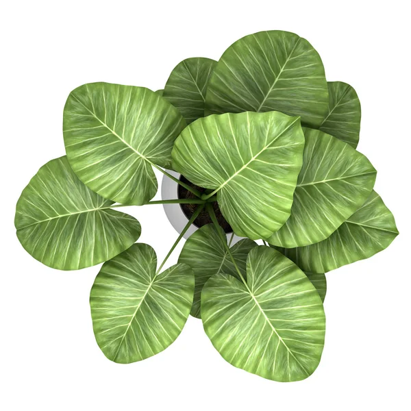 Beyaz arka plan üzerinde izole tencerede palmiye ağacının Üstten Görünüm