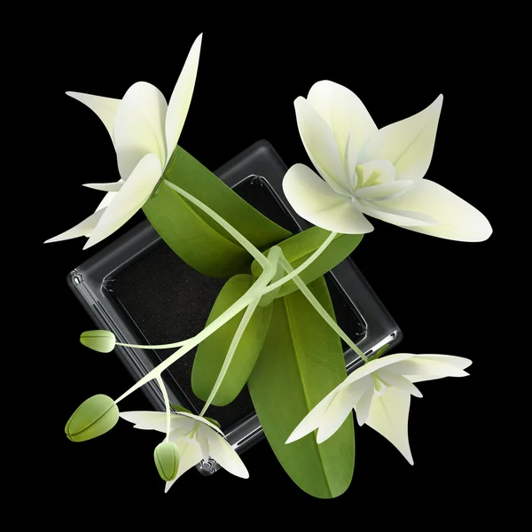 黒の背景上に分離されて鍋の蘭の花のトップ ビュー — ストック写真