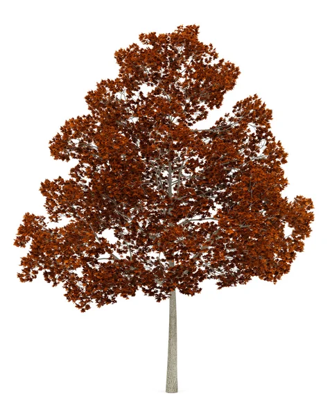 Drzewo klon pospolity na białym tle jesień — Zdjęcie stockowe