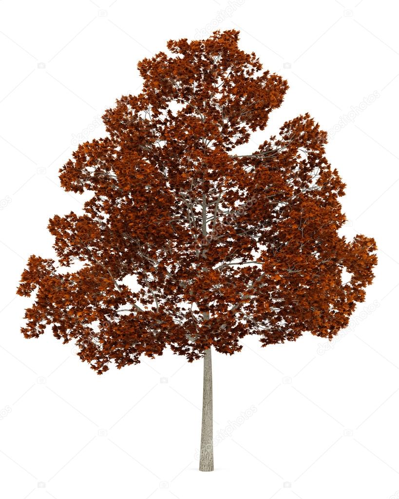 fall norway maple tree isolated on white background