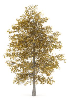 Beyaz arka plan üzerinde izole ortak kireç ağaç düşmek