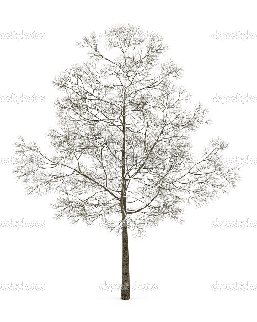 winter fall norway maple tree isolated on white background