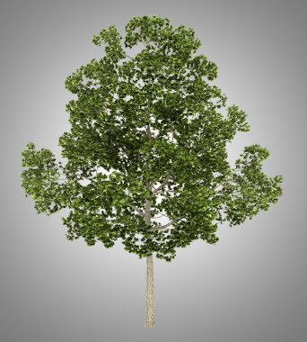acer platanoides ağaç gri arka plan üzerinde izole