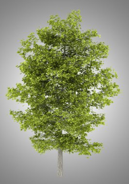 gri arka plan üzerinde izole ortak ıhlamur ağacı