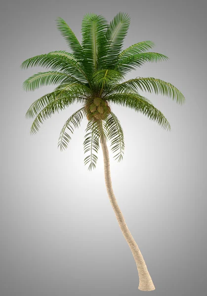 Palmera de coco aislada sobre fondo gris — Foto de Stock