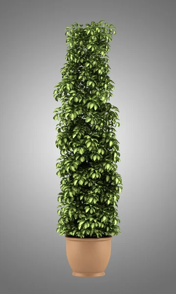 Dekorativní rostlina v hrnci izolovaných na šedém pozadí — Stock fotografie