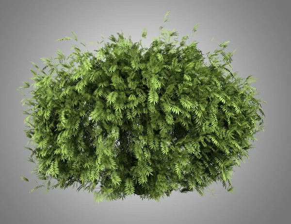 Arbusto de sabugueiro isolado em fundo cinza — Fotografia de Stock