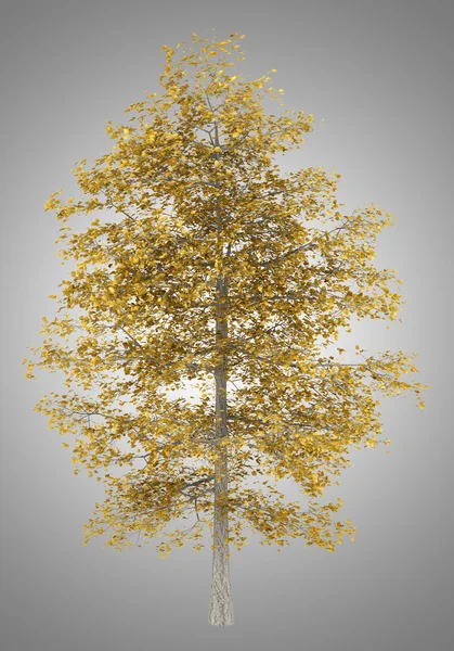 Πτώση κοινό δέντρο ασβέστη που απομονώνονται σε γκρι φόντο — Φωτογραφία Αρχείου