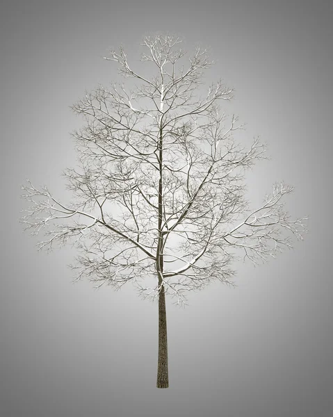 Winter fall norway maple tree isolated on gray background — Stock Photo, Image