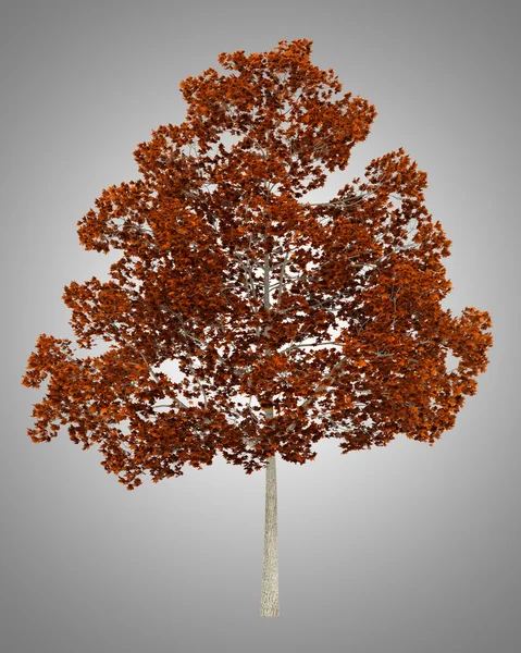 Fall norway maple tree isolated on gray background — Stock Image Fall norway maple tree isolated on gray background Royalty Free Stock Images