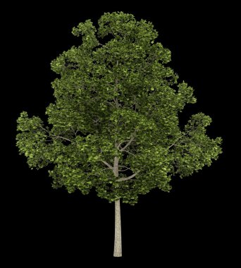 siyah arka plan üzerine izole acer platanoides ağaç