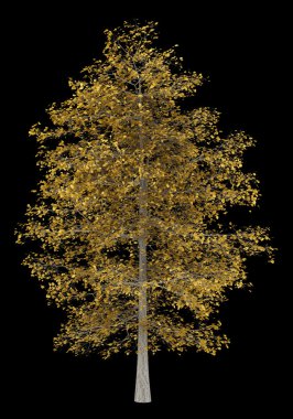 siyah arka plan üzerine izole ortak kireç ağaç düşmek