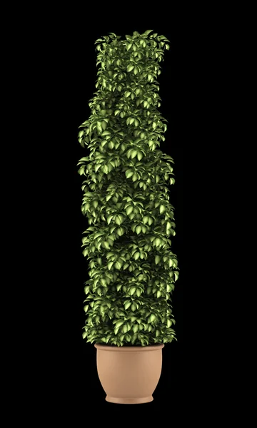 Декоративное растение в горшке изолированы на черном фоне — стоковое фото