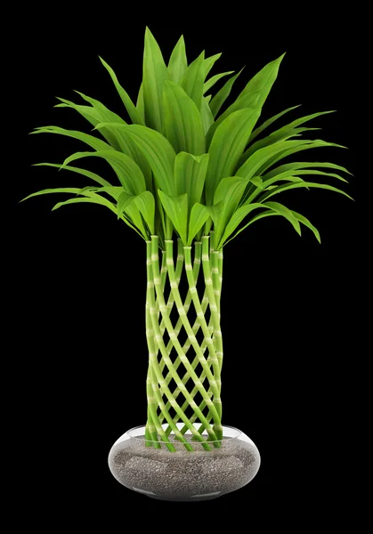 Planta de bambu em vaso isolado no fundo preto — Fotografia de Stock