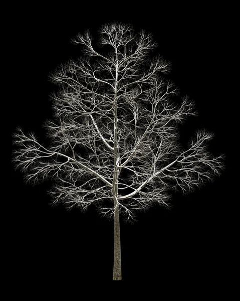 Siyah arka plan üzerine izole Norveç Akça ağaç sonbahar kış — Stok fotoğraf