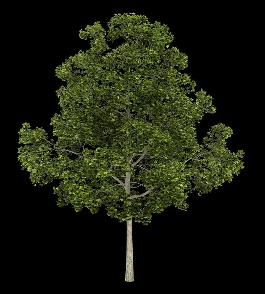 Acer platanoides träd isolerad på svart bakgrund — Stockfoto