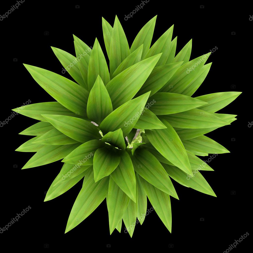 Top view of bamboo plant in pot isolated on black background — Stock ...